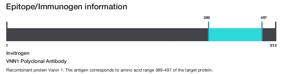 VNN1 Polyclonal Antibody
