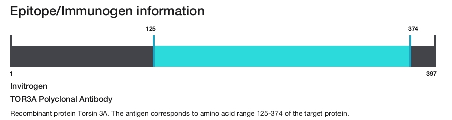TOR3A Polyclonal Antibody