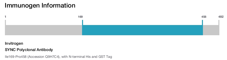 SYNC Polyclonal Antibody
