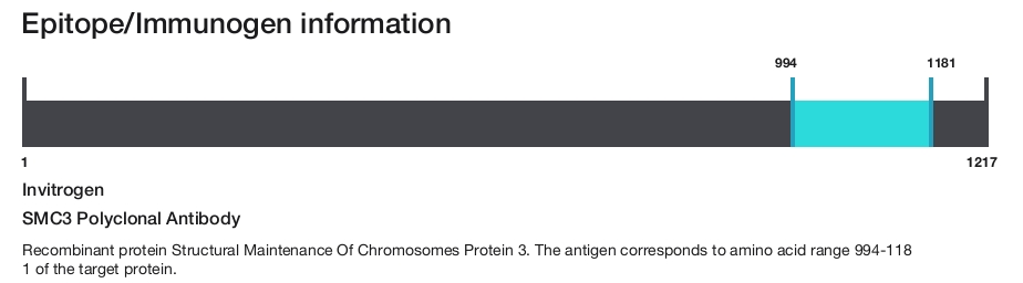 SMC3 Polyclonal Antibody
