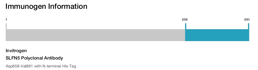 SLFN5 Polyclonal Antibody