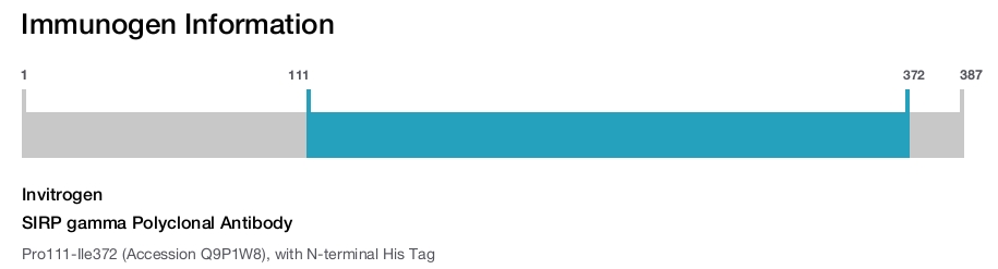 SIRP gamma Polyclonal Antibody