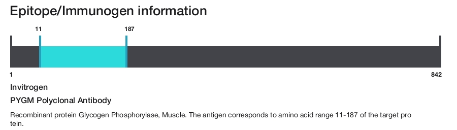 PYGM Polyclonal Antibody