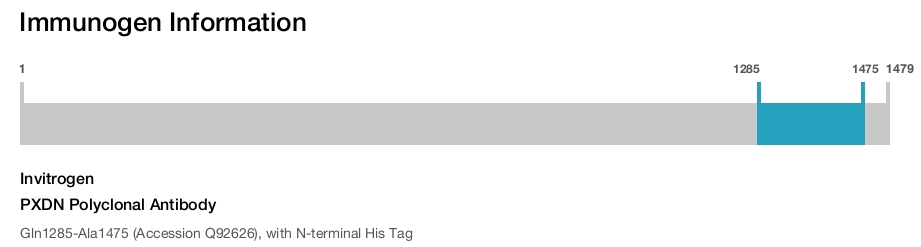 PXDN Polyclonal Antibody