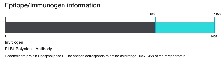PLB1 Polyclonal Antibody