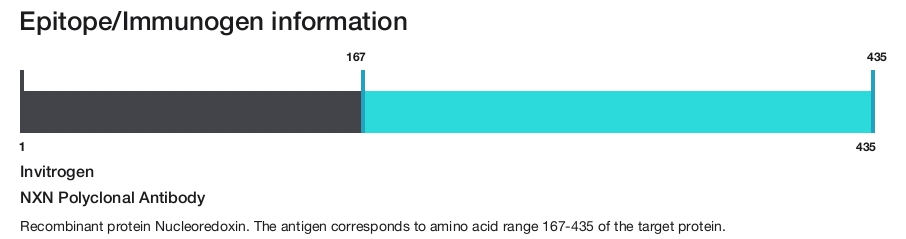 NXN Polyclonal Antibody