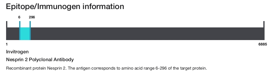 Nesprin 2 Polyclonal Antibody