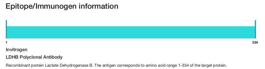 LDHB Polyclonal Antibody