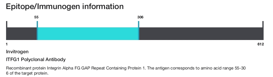 ITFG1 Polyclonal Antibody