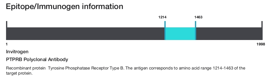 PTPRB Polyclonal Antibody