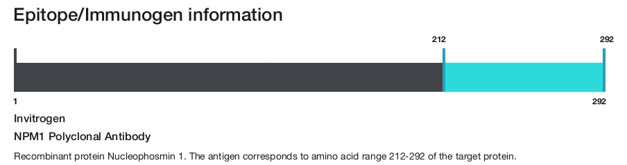 NPM1 Polyclonal Antibody
