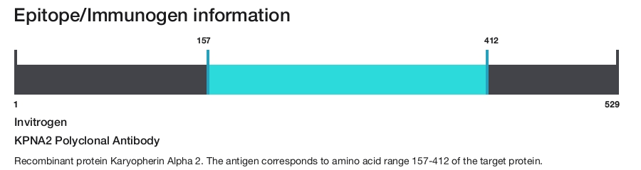 KPNA2 Polyclonal Antibody