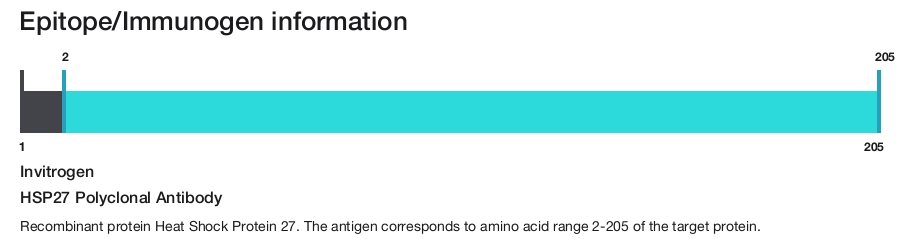 HSP27 Polyclonal Antibody