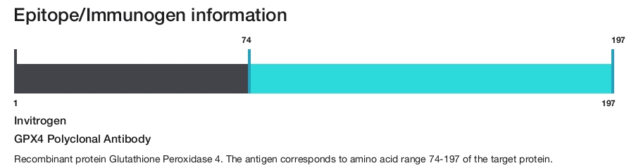 GPX4 Polyclonal Antibody