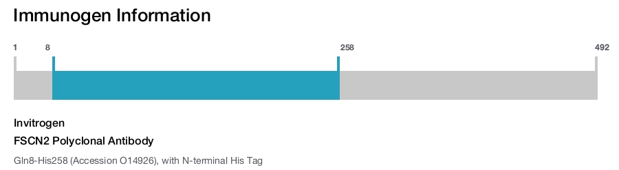 FSCN2 Polyclonal Antibody