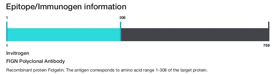 FIGN Polyclonal Antibody