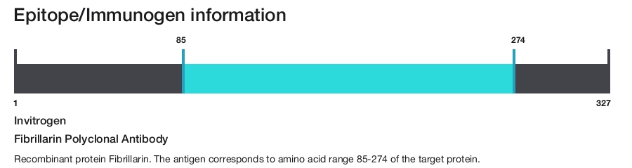 Fibrillarin Polyclonal Antibody