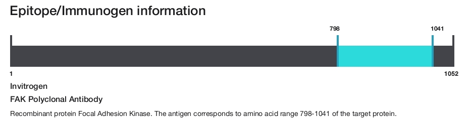 FAK Polyclonal Antibody