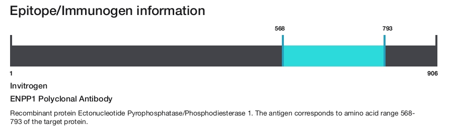 ENPP1 Polyclonal Antibody