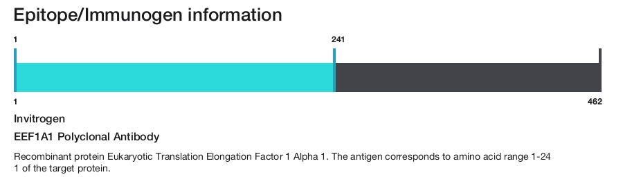 EEF1A1 Polyclonal Antibody
