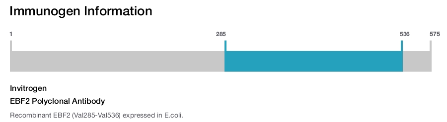 EBF2 Polyclonal Antibody