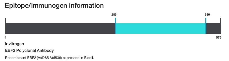 EBF2 Polyclonal Antibody