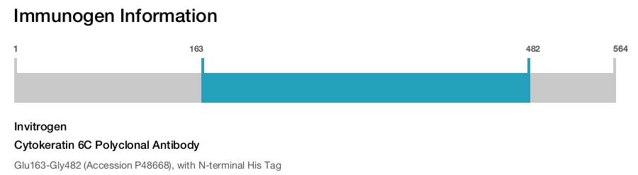 Cytokeratin 6C Polyclonal Antibody