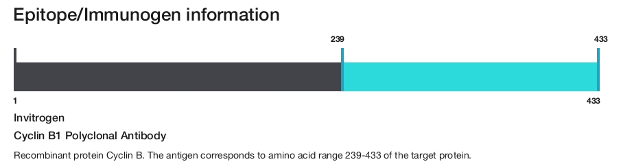 Cyclin B1 Polyclonal Antibody