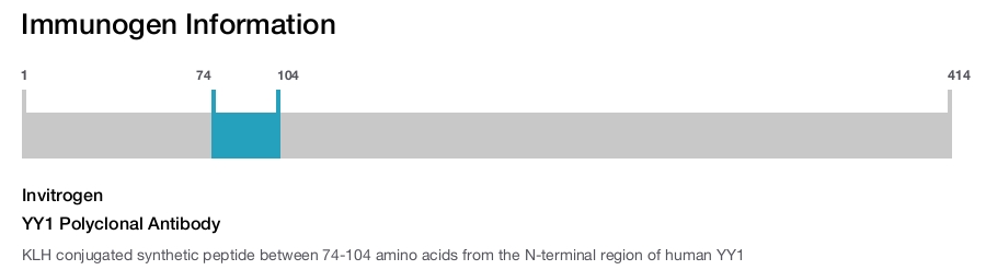 YY1 Polyclonal Antibody