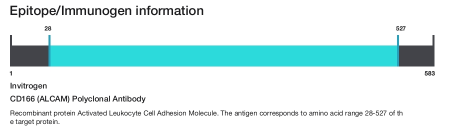 CD166 (ALCAM) Polyclonal Antibody