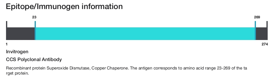 CCS Polyclonal Antibody