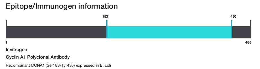 Cyclin A1 Polyclonal Antibody