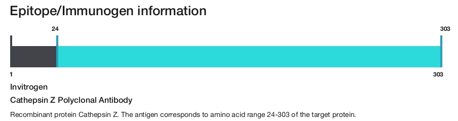 Cathepsin Z Polyclonal Antibody