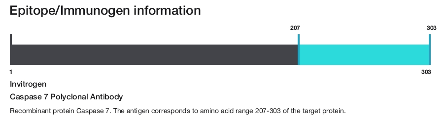 Caspase 7 Polyclonal Antibody
