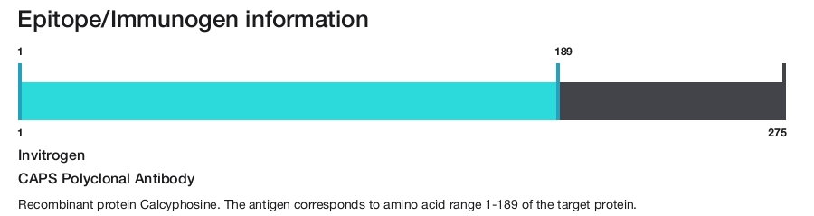 CAPS Polyclonal Antibody