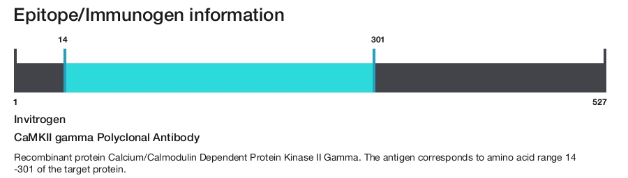 CaMKII gamma Polyclonal Antibody