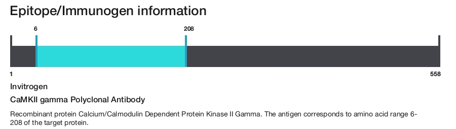 CaMKII gamma Polyclonal Antibody