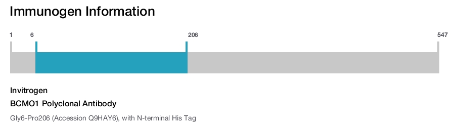 BCMO1 Polyclonal Antibody