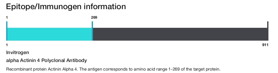 alpha Actinin 4 Polyclonal Antibody