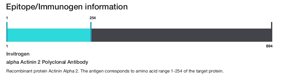 alpha Actinin 2 Polyclonal Antibody