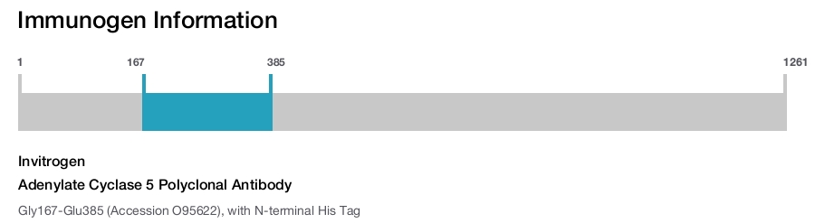 Adenylate Cyclase 5 Polyclonal Antibody