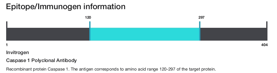 Caspase 1 Polyclonal Antibody