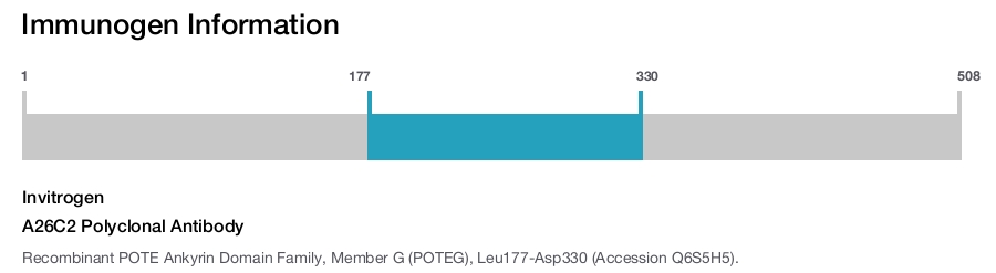 A26C2 Polyclonal Antibody