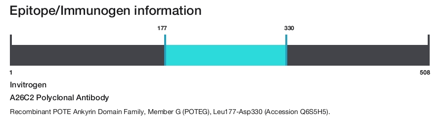 A26C2 Polyclonal Antibody