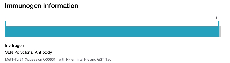 SLN Polyclonal Antibody