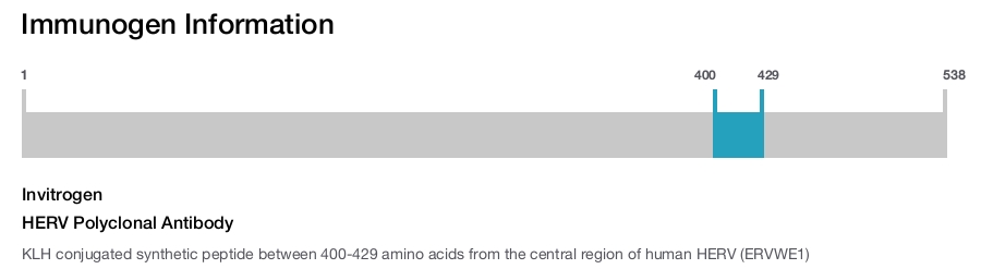 HERV Polyclonal Antibody