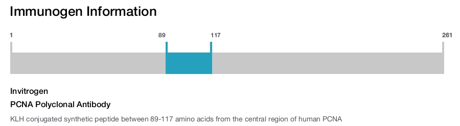 PCNA Polyclonal Antibody