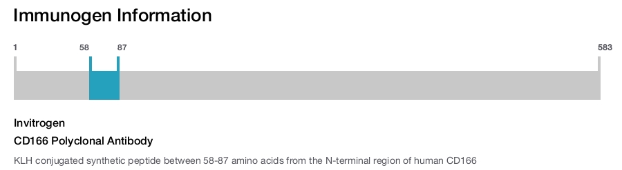 CD166 Polyclonal Antibody