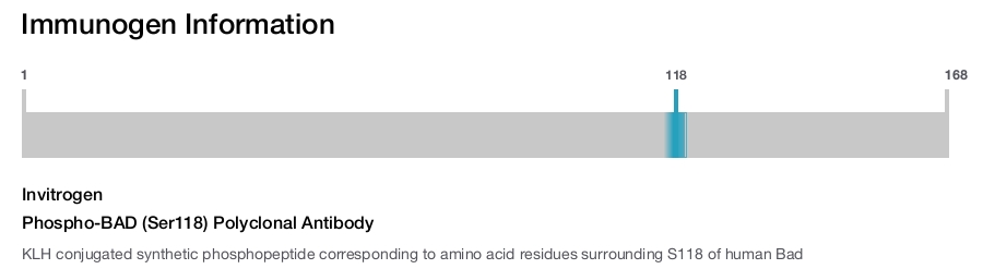 Phospho-BAD (Ser118) Polyclonal Antibody