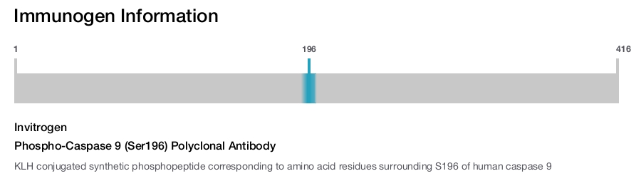 Phospho-Caspase 9 (Ser196) Polyclonal Antibody